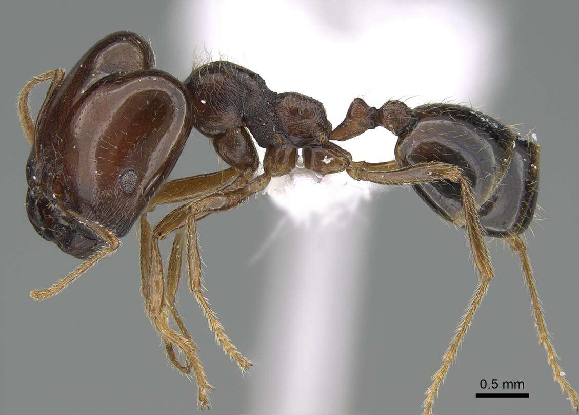 Image of Trichomyrmex abyssinicus