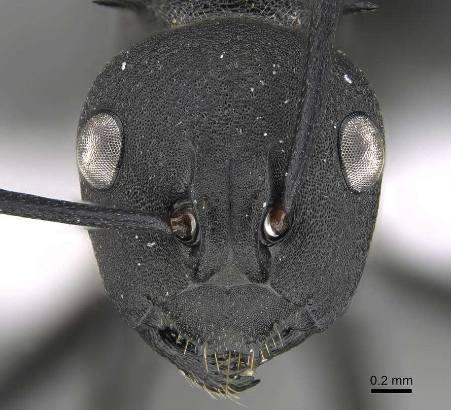 Image of Polyrhachis lacteipennis Smith 1858