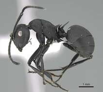Image of Polyrhachis lacteipennis Smith 1858