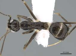 Image of Crazy Ant