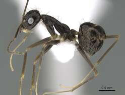 Image of Crazy Ant