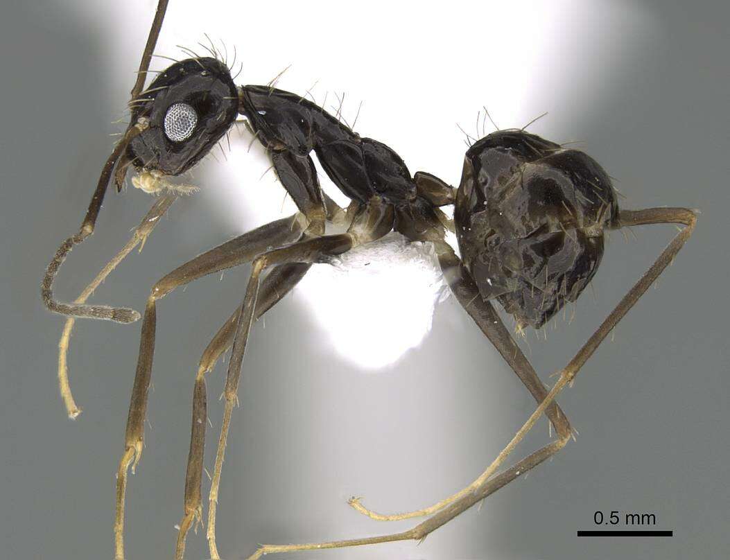 Image of Crazy Ant