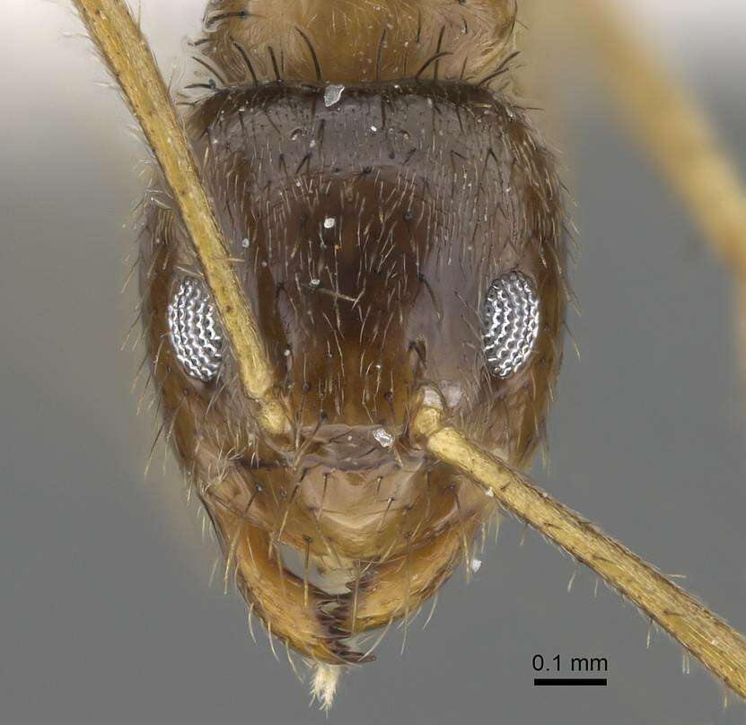 Image of Nylanderia jaegerskioeldi