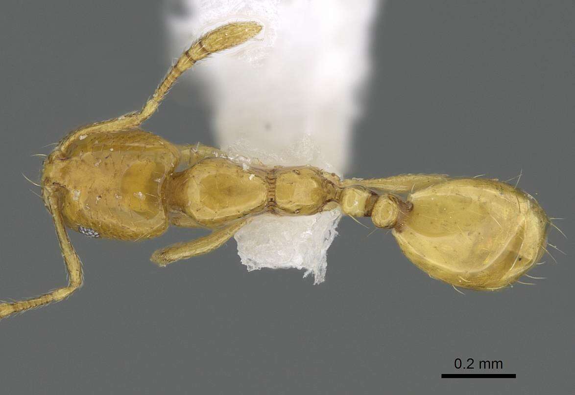 Image of Monomorium exiguum Forel 1894