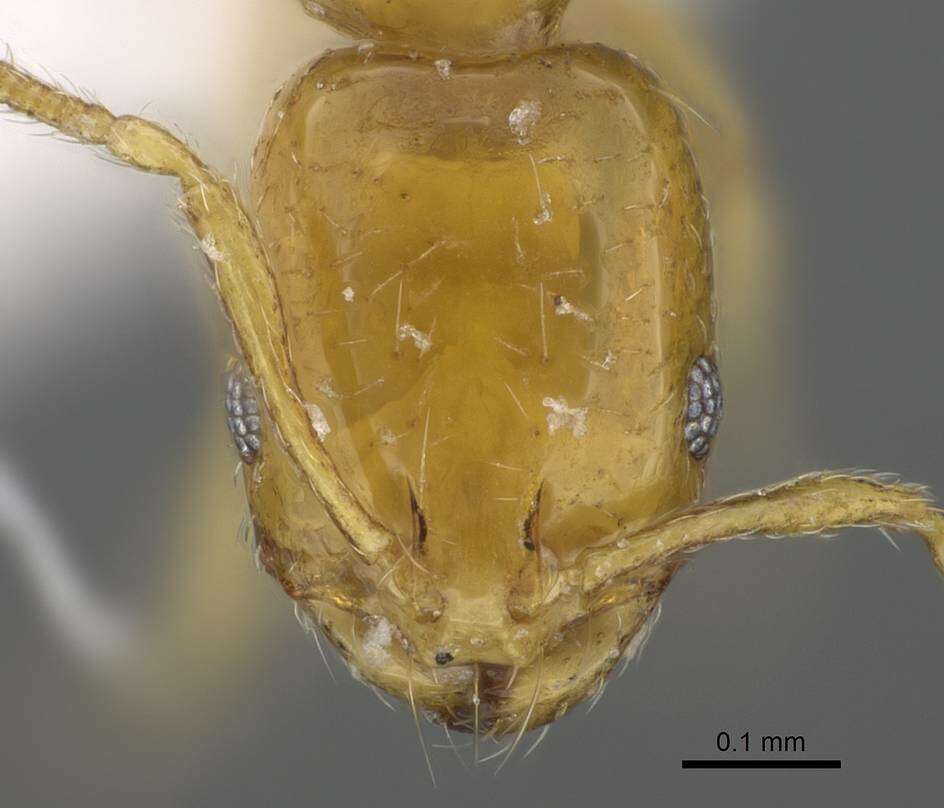 Image of Monomorium exiguum Forel 1894