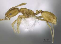 Image of Monomorium exiguum Forel 1894