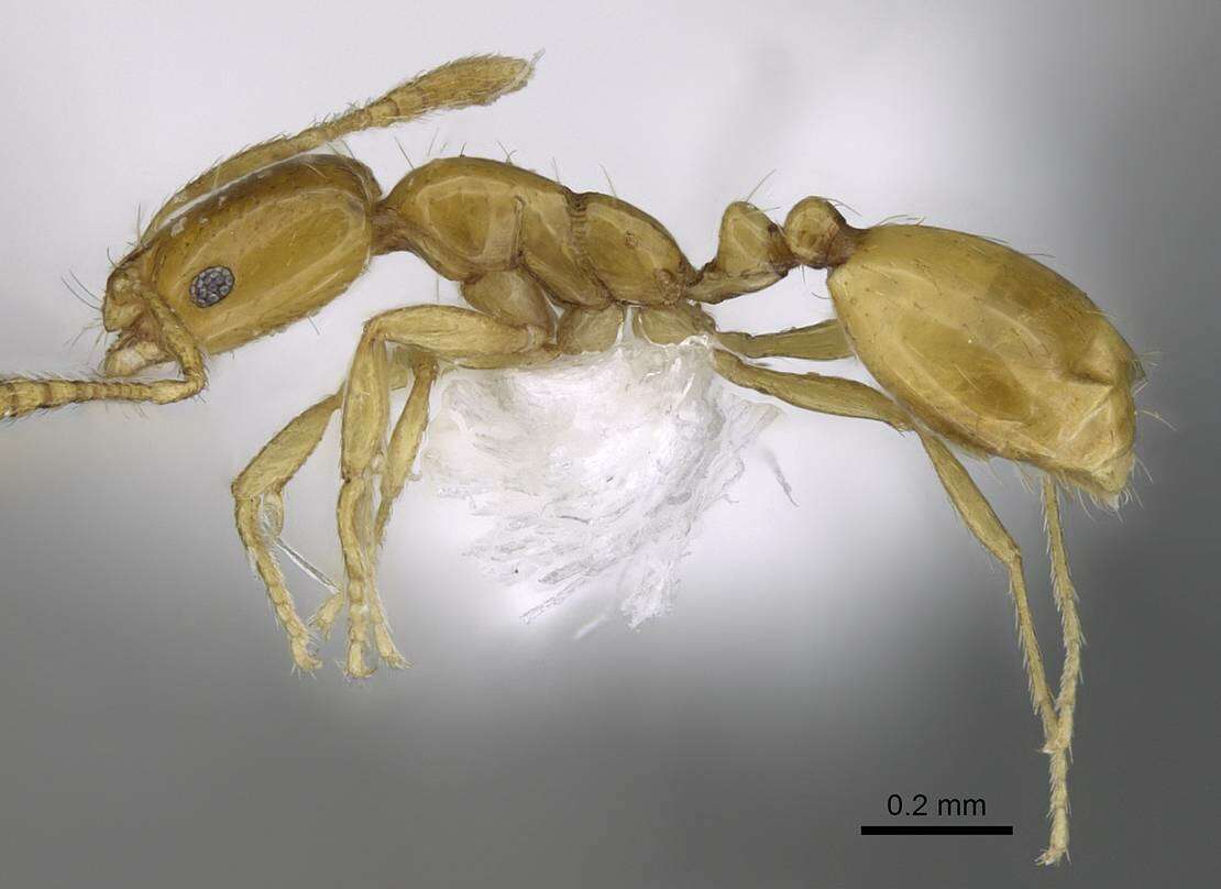 Image of Monomorium exiguum Forel 1894