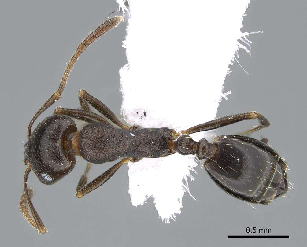 Imagem de Monomorium subopacum (Smith 1858)