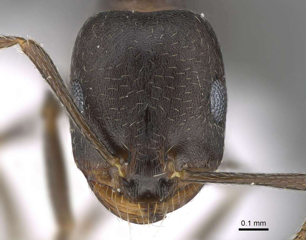 Imagem de Monomorium subopacum (Smith 1858)