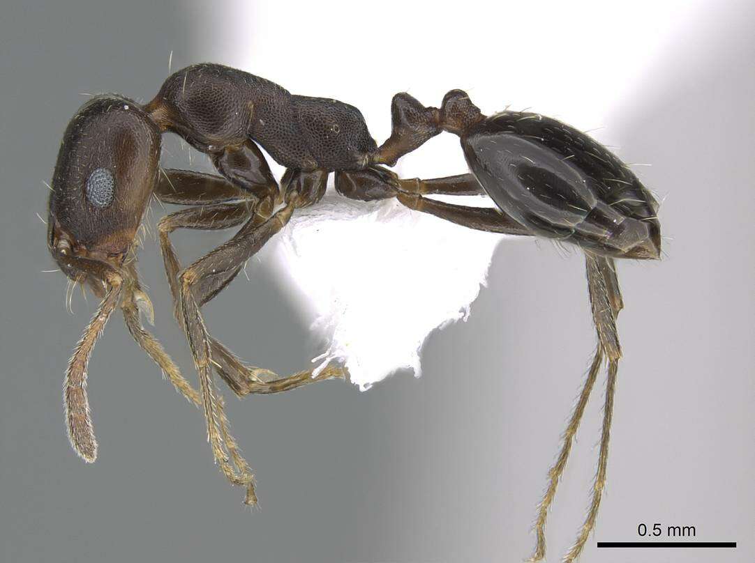 Imagem de Monomorium subopacum (Smith 1858)