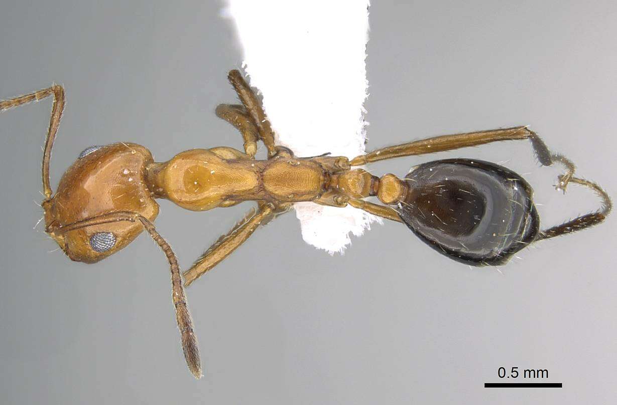 Image of Monomorium