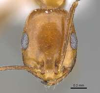 Image of Monomorium