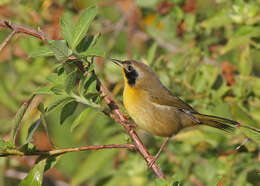 Geothlypis trichas (Linnaeus 1766) resmi