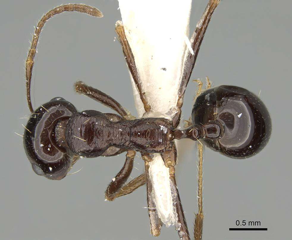 Image of Messor muscatus