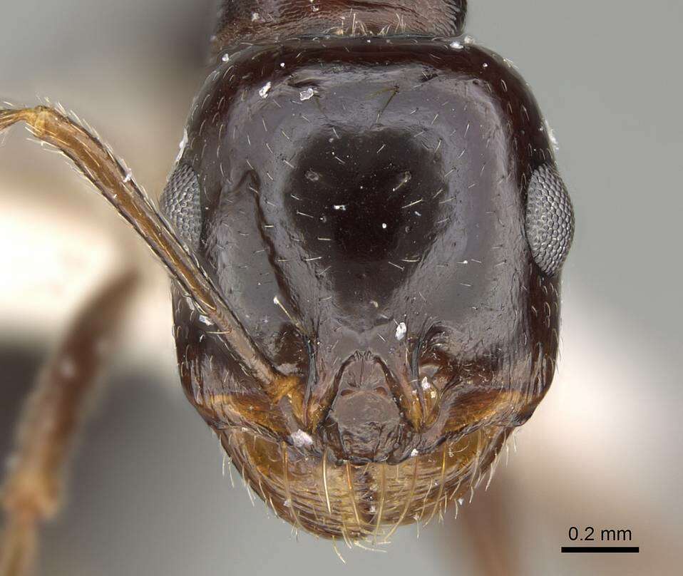 Image of Messor muscatus