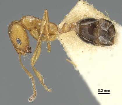 Image of Monomorium jizane