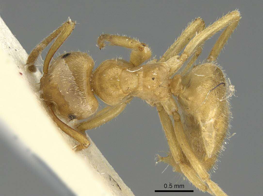 Image of Lasius jensi Seifert 1982