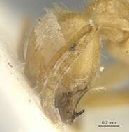 Image of Lasius jensi Seifert 1982