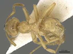 Image of Lasius jensi Seifert 1982