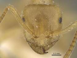 Image of Lasius jensi Seifert 1982