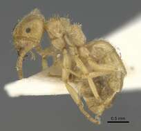 Image of Lasius jensi Seifert 1982