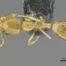 Image of Monomorium aeyade