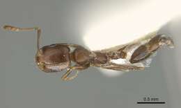 Imagem de Monomorium subopacum (Smith 1858)