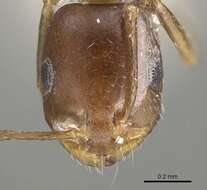 Imagem de Monomorium subopacum (Smith 1858)