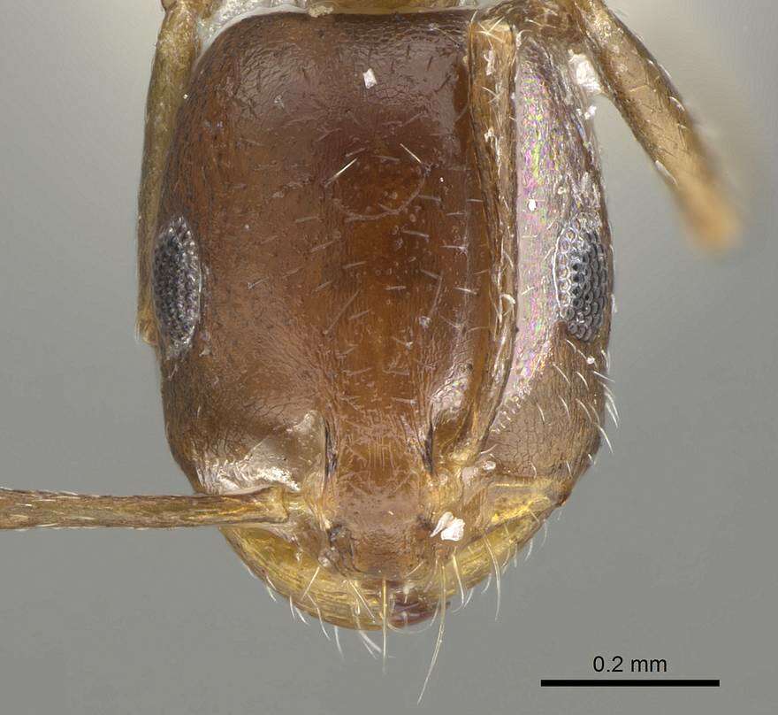 Imagem de Monomorium subopacum (Smith 1858)