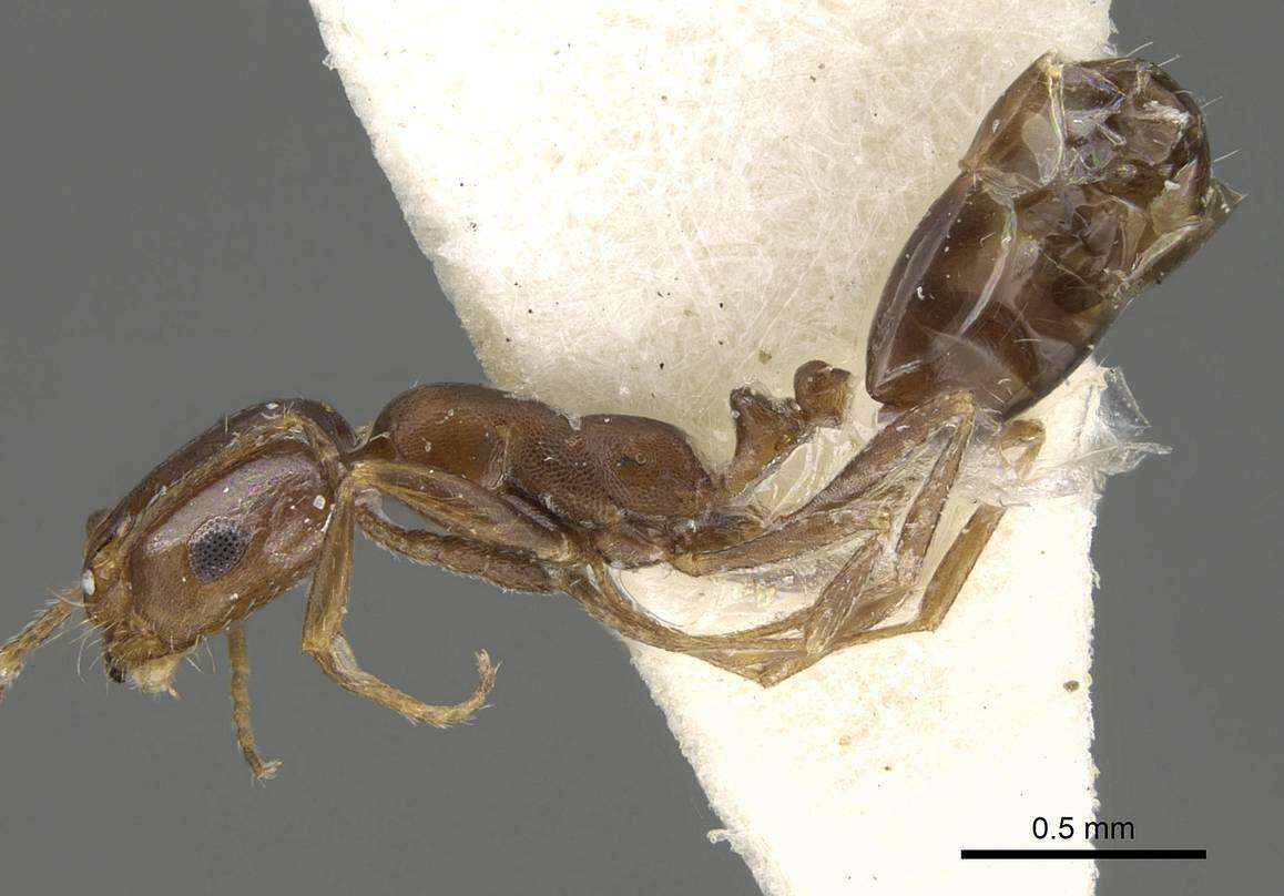 Imagem de Monomorium subopacum (Smith 1858)