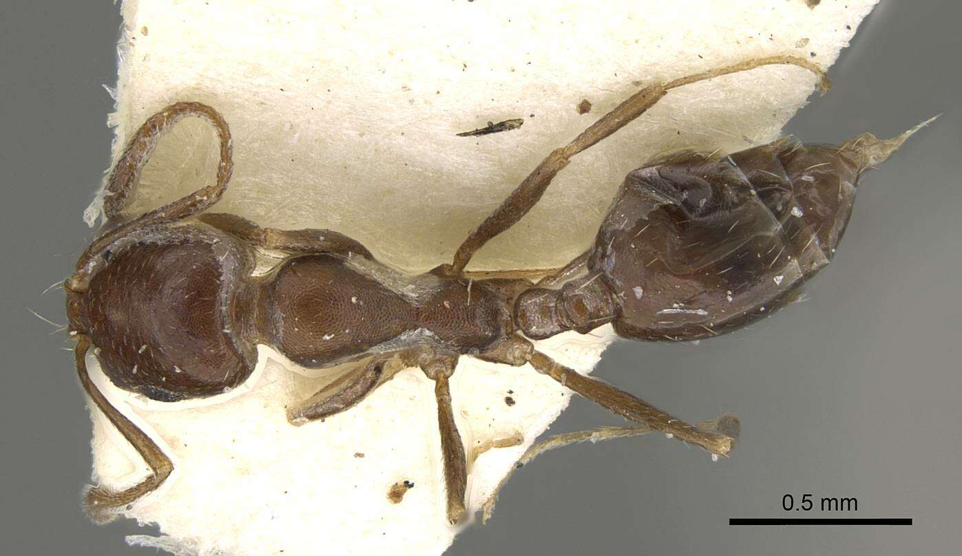 Imagem de Monomorium subopacum (Smith 1858)