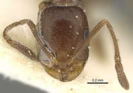 Imagem de Monomorium subopacum (Smith 1858)