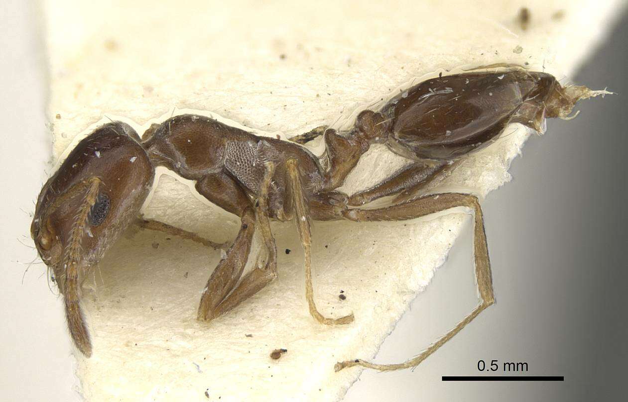 Imagem de Monomorium subopacum (Smith 1858)