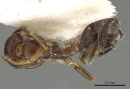 Imagem de Monomorium subopacum (Smith 1858)