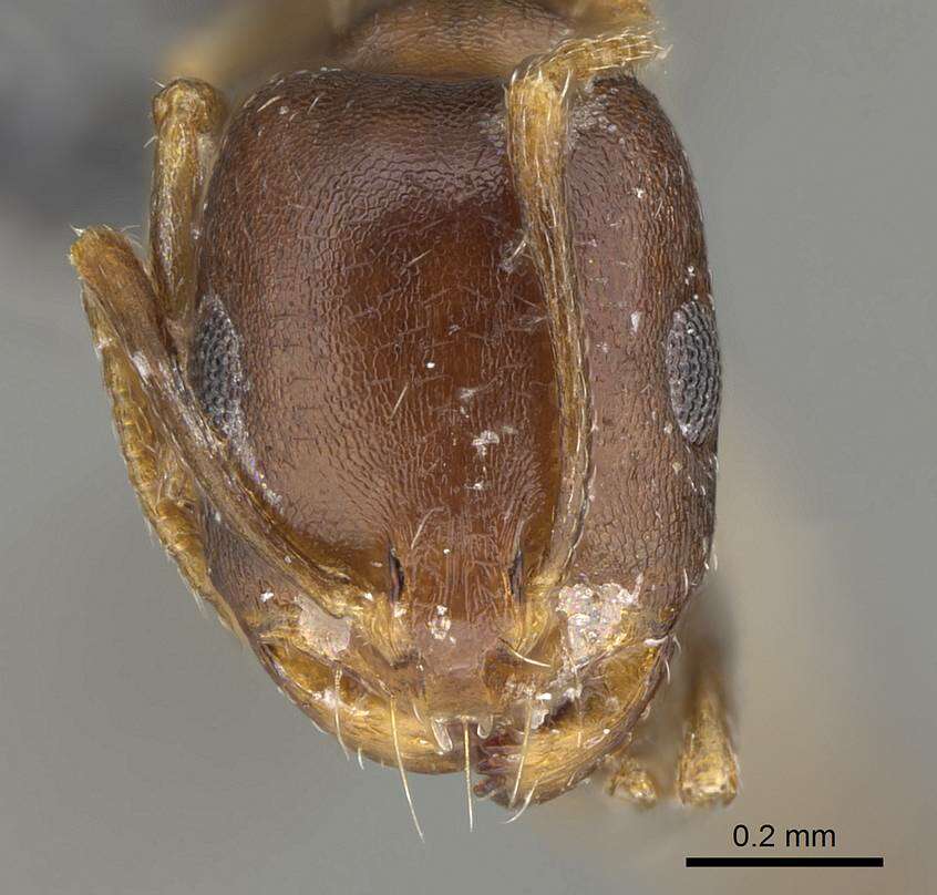 Imagem de Monomorium subopacum (Smith 1858)