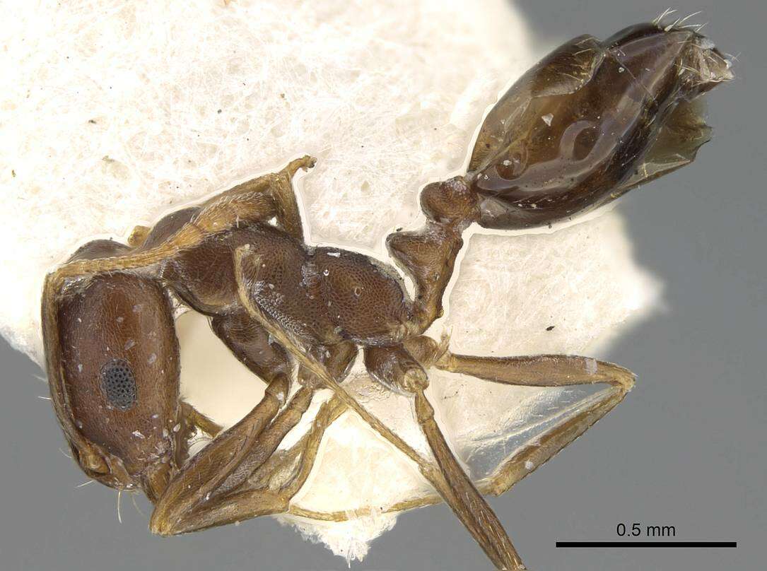 Imagem de Monomorium subopacum (Smith 1858)