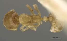 Image of Monomorium exiguum Forel 1894