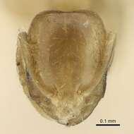 Image of Monomorium exiguum Forel 1894
