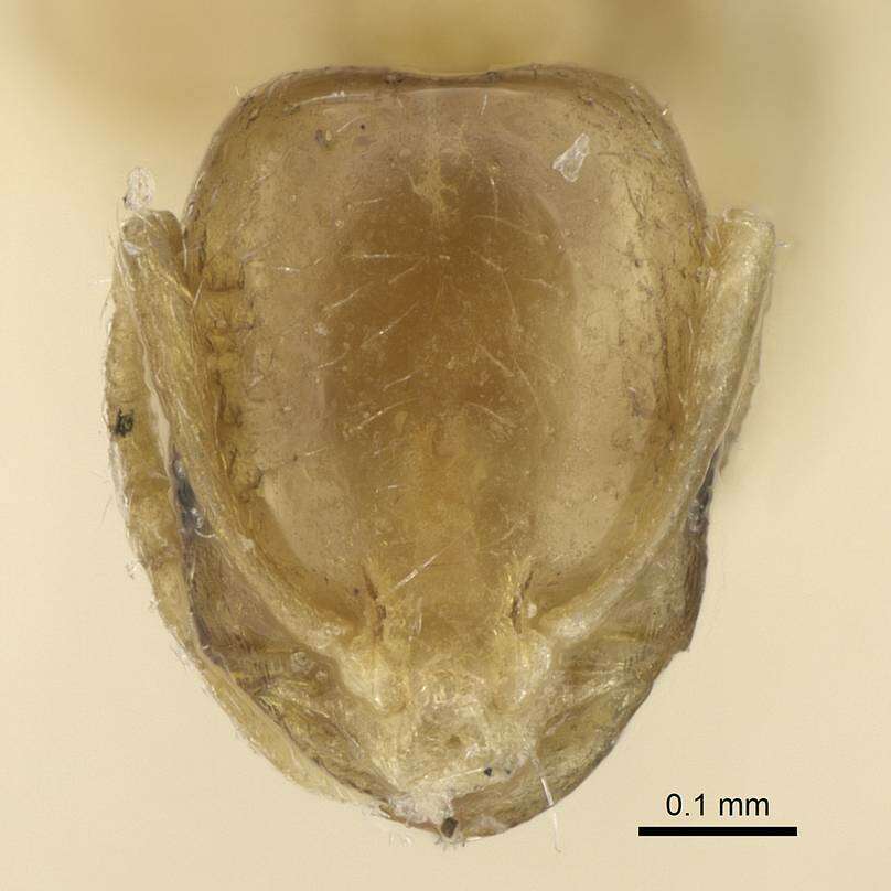 Image of Monomorium exiguum Forel 1894
