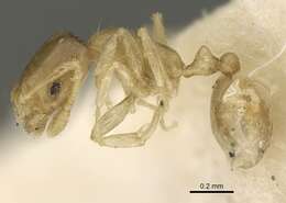Image of Monomorium exiguum Forel 1894