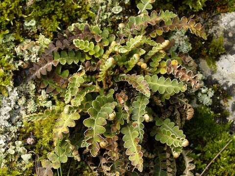 Image of Asplenium ceterach subsp. ceterach