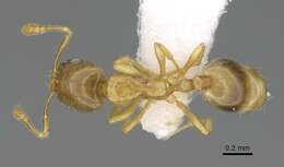 Image of Monomorium exiguum Forel 1894