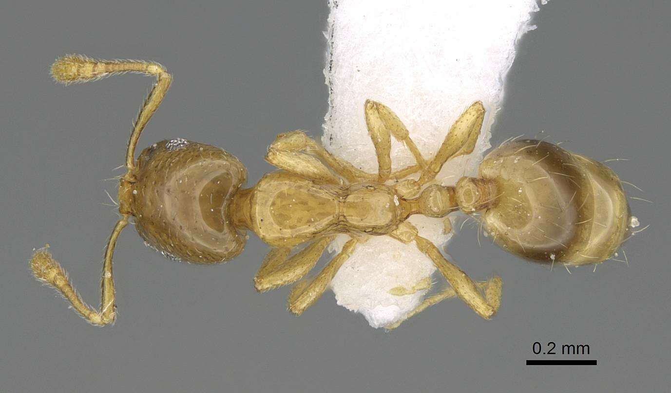Image of Monomorium exiguum Forel 1894