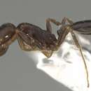 Image of Monomorium harithe