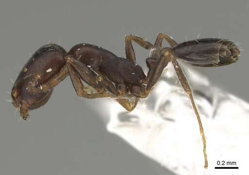 Monomorium harithe的圖片