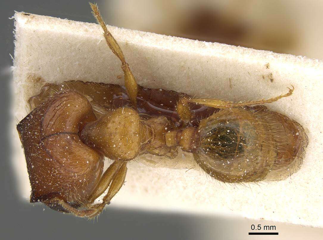 Plancia ëd <i>Pheidole obscurifrons</i>