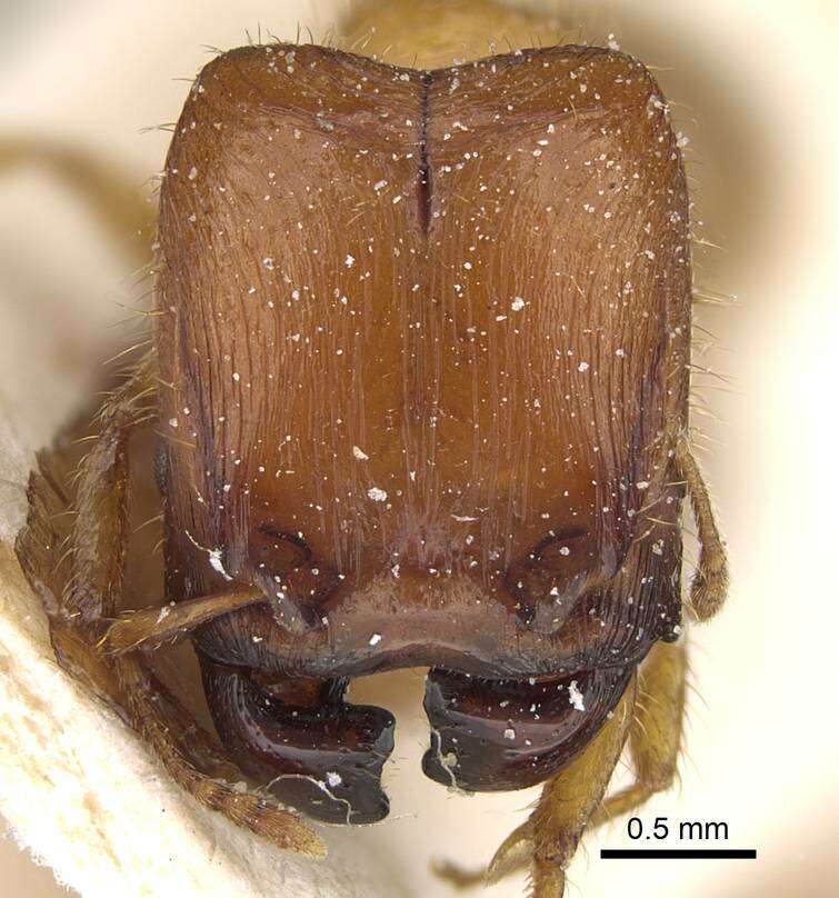 Plancia ëd <i>Pheidole obscurifrons</i>