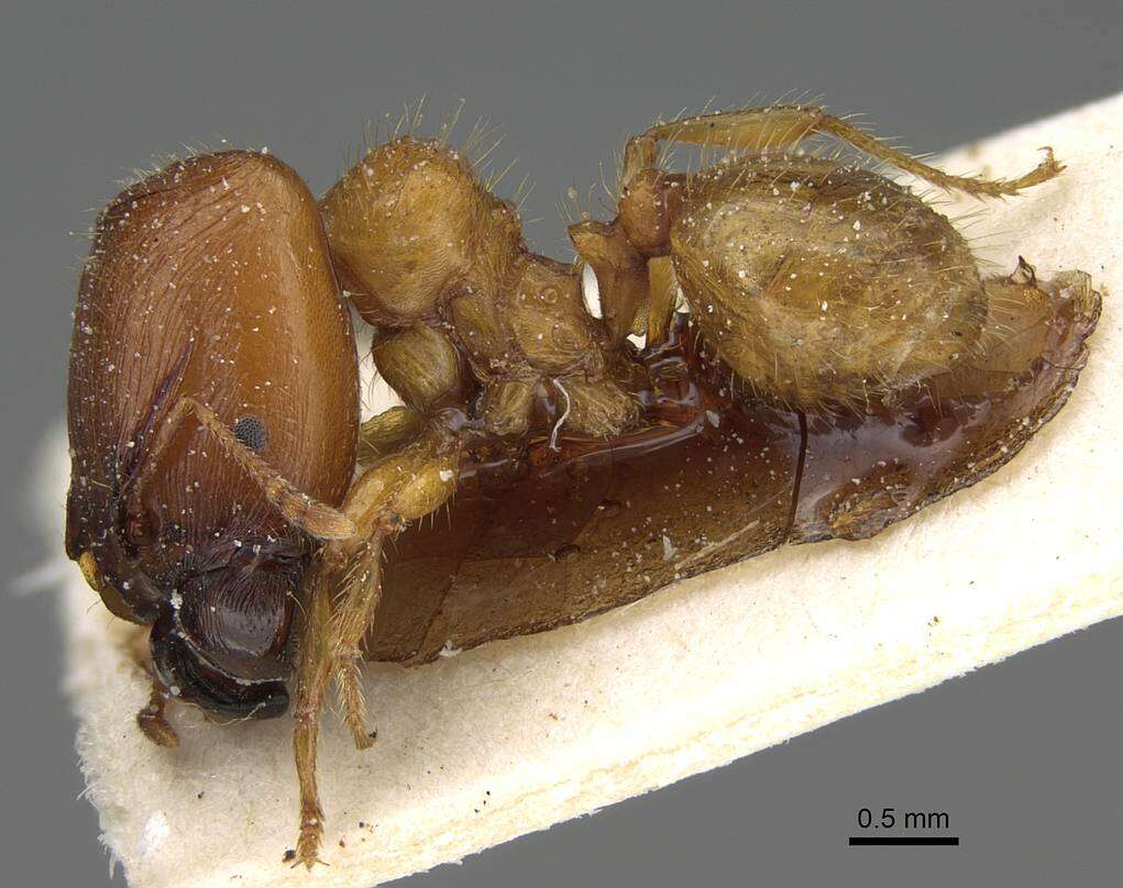 Plancia ëd <i>Pheidole obscurifrons</i>