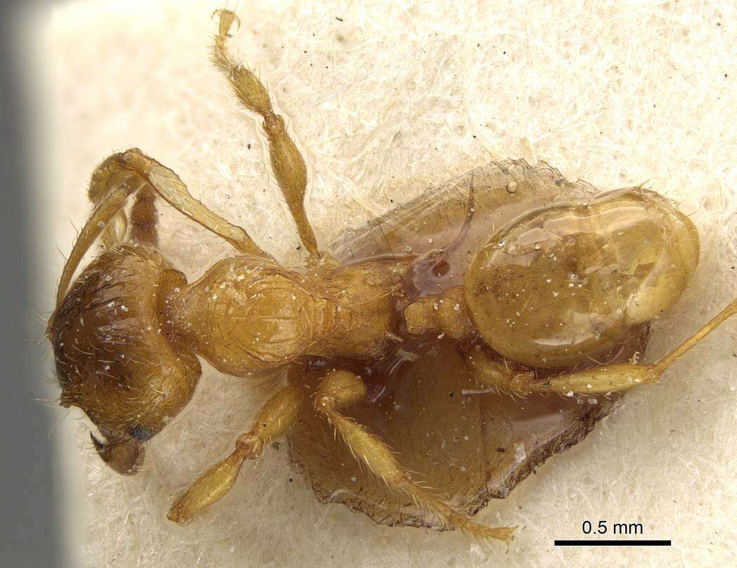 Plancia ëd <i>Pheidole obscurifrons</i>