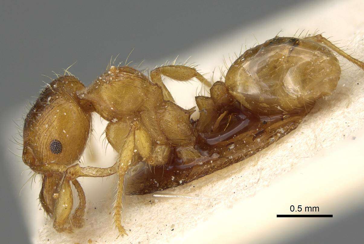 Plancia ëd <i>Pheidole obscurifrons</i>